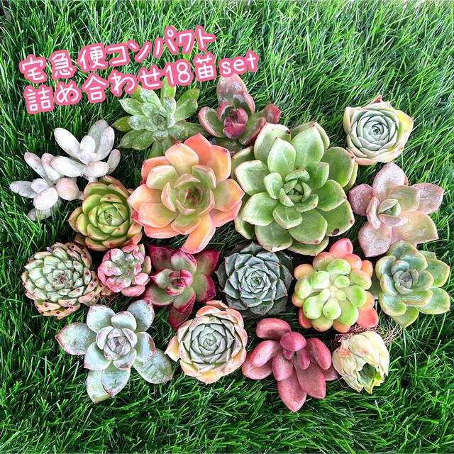 同梱発送割引!! 韓国苗 ミニ苗100個セット✨多肉植物 エケベリア お