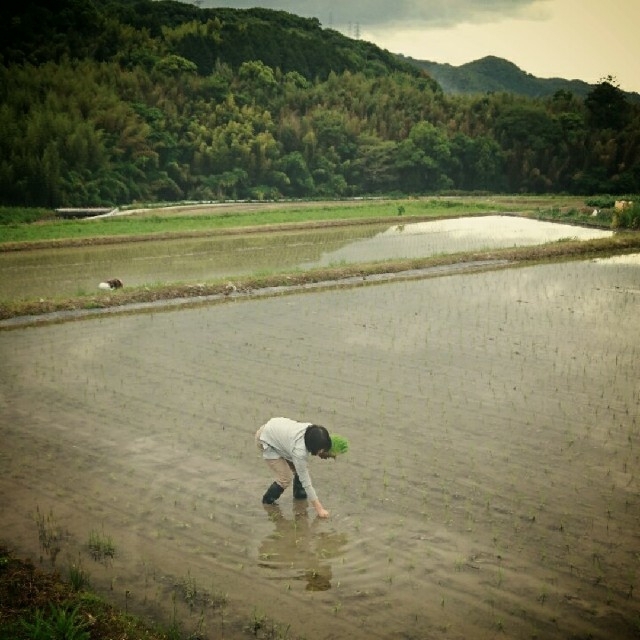 きらく様専用　令和４年産新米 低農薬玄米２０キロ 山田錦の里より農家直送　 食品/飲料/酒の食品(米/穀物)の商品写真