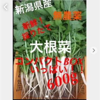 10/8迄！新鮮採れたて！無農薬新潟県産大根菜間引き菜コンパクト600g！(野菜)