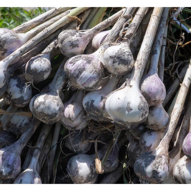 乾燥ニンニクバラ　30片 食品/飲料/酒の食品(野菜)の商品写真