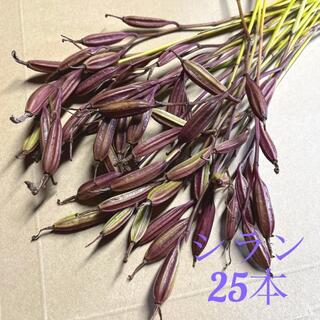 シラン　紫蘭　花殻　茎付き　ドライフラワー(ドライフラワー)