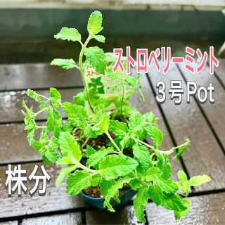 ストロベリーミント　株分け　3Pot サイズ香り　ミント　ハーブ　苗　有機栽培(その他)