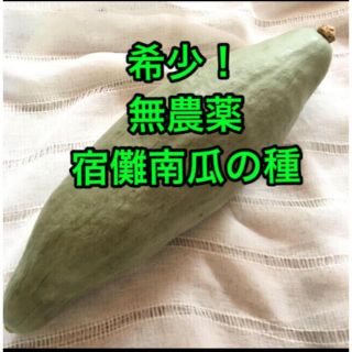 宿儺かぼちゃの種　10粒(野菜)