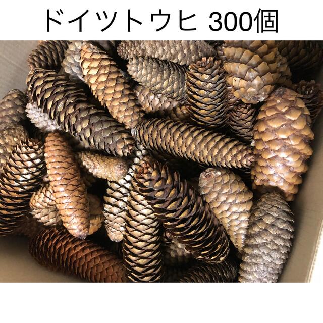 ドイツトウヒ  300個　松ぼっくり　マツボックリ