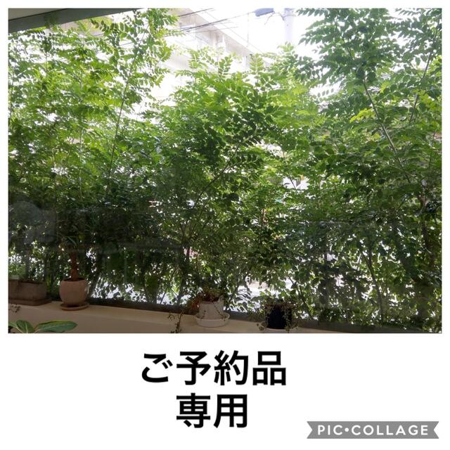 O様 専用出品です お手軽価格で贈りやすい 12566円 www.gold-and-wood.com