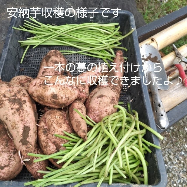 栄養満点！ミネラルたっぷり 10種類の乾燥野菜MIX 100g 無添加 無着色 食品/飲料/酒の食品(野菜)の商品写真