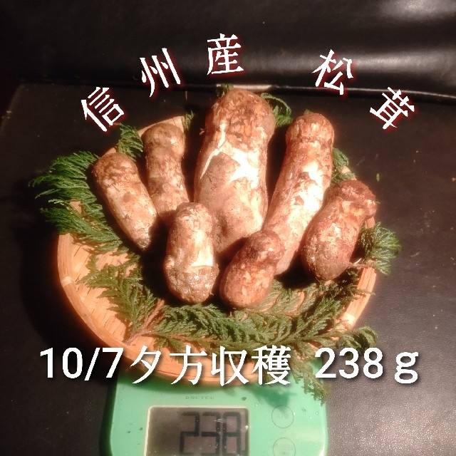 最終値下げクール便対応 信州産 松茸 つぼみ 10/7夕方収穫 238ｇ 7本入