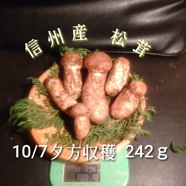 最終値下げクール便対応 信州産 松茸 つぼみ 10/7夕方収穫 242ｇ 6本入