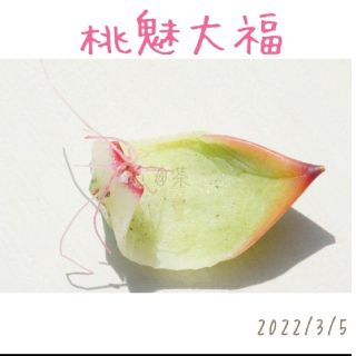 桃魅大福発根済み(その他)