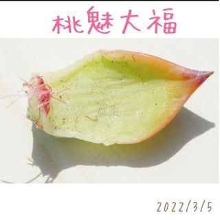 桃魅大福発根済み(その他)