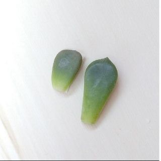 いちご大福 いちごロール もぎたて葉挿しセット多肉植物(その他)