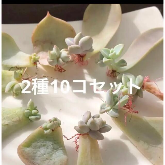 専用！多肉植物^o^ 今だけ❣️葉挿し赤ちゃん2種10コセット