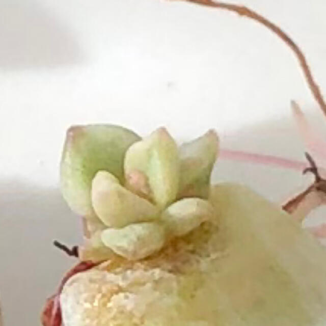 専用!多肉植物^o^ 今だけ❣️葉挿し赤ちゃん2種10コセット 専用!多肉植物^o^ 今だけ❣️葉挿し赤ちゃん2種10コセット