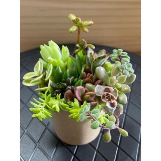 多肉植物寄せ植え♡カップごと発送❣️(プランター)