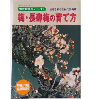 梅・長寿梅の育て方(趣味/スポーツ/実用)