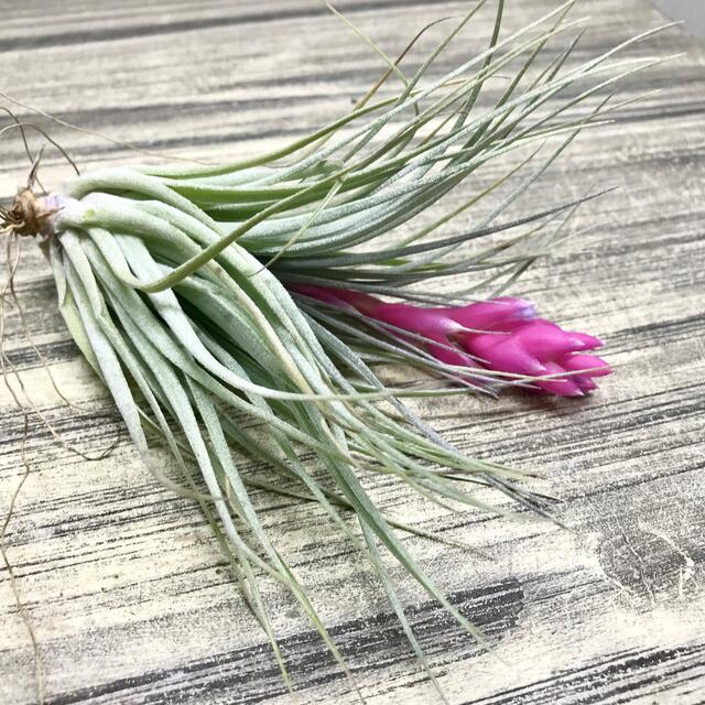 花芽付き株 Tillandsia チランジア コットンキャンディ　パープル　 ハンドメイドのフラワー/ガーデン(プランター)の商品写真