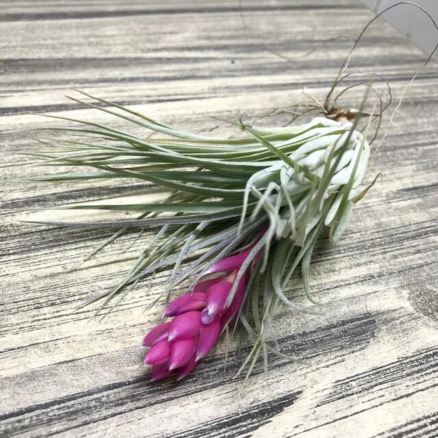 花芽付き株 Tillandsia チランジア コットンキャンディ　パープル　 ハンドメイドのフラワー/ガーデン(プランター)の商品写真