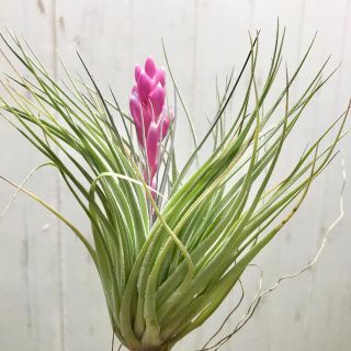 花芽付き株 Tillandsia チランジア コットンキャンディ　パープル　(プランター)