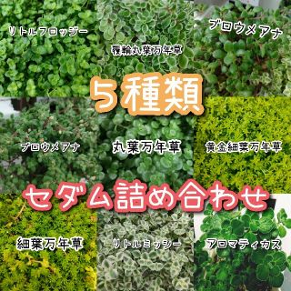 多肉植物５種類セット(その他)