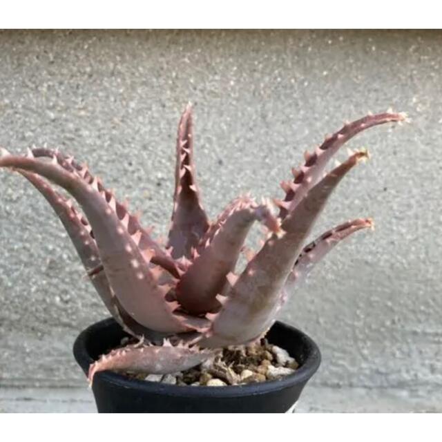 Aloe hybrid 不味 アロエ ハイブリッド 子株 第四種 Aloe hybrid 不味 アロエ ハイブリッド 子株 第四種
