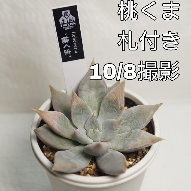 限定W特典付属 優木園さん苗 桃くま、白くまセット - 植物/観葉植物