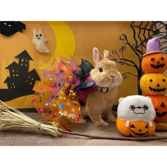 うさぎ　ハロウィンハーネス　着用画像　うさぎハーネス　うさぎハロウィン　ドレス