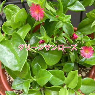 多肉植物  ＊グリーンサンローズ＊  6カット(その他)