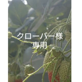 ディノス(dinos)のワンピース　ＤＡＭＡ(ひざ丈ワンピース)