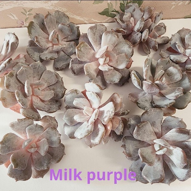 超レア　韓国苗　2022新品種　'Milk purple'　多肉植物　エケベリア ハンドメイドのフラワー/ガーデン(その他)の商品写真