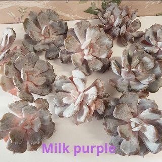 超レア　韓国苗　2022新品種　'Milk purple'　多肉植物　エケベリア(その他)