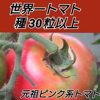 世界一トマト 種30粒以上【固定種】(プランター)