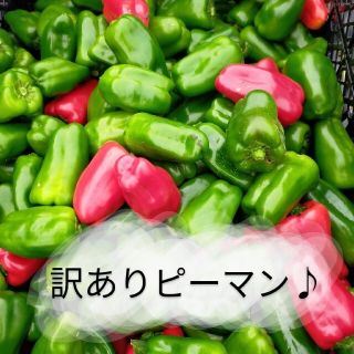 訳ありピーマン♪　80サイズいっぱい！(野菜)