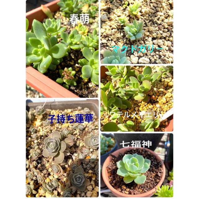 増量中⭐︎ 多肉植物/カット苗/寄せ植え/春萌/七福神/マクドガリー/セダム/ ハンドメイドのフラワー/ガーデン(その他)の商品写真