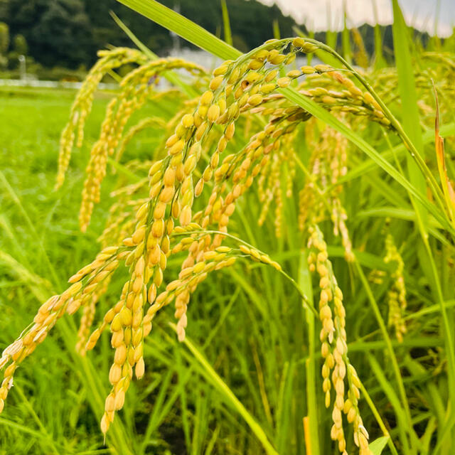 【令和4年岐阜県産　新米】コシヒカリ　10キロ 食品/飲料/酒の食品(米/穀物)の商品写真