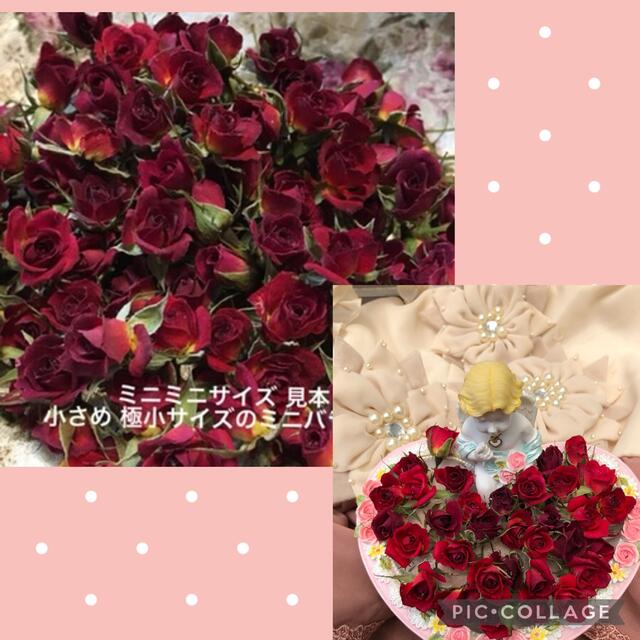 ミニミニ薔薇20輪セット+おまけ2輪付き★ミニバラ ドライフラワー花材★素材 ハンドメイドのフラワー/ガーデン(ドライフラワー)の商品写真