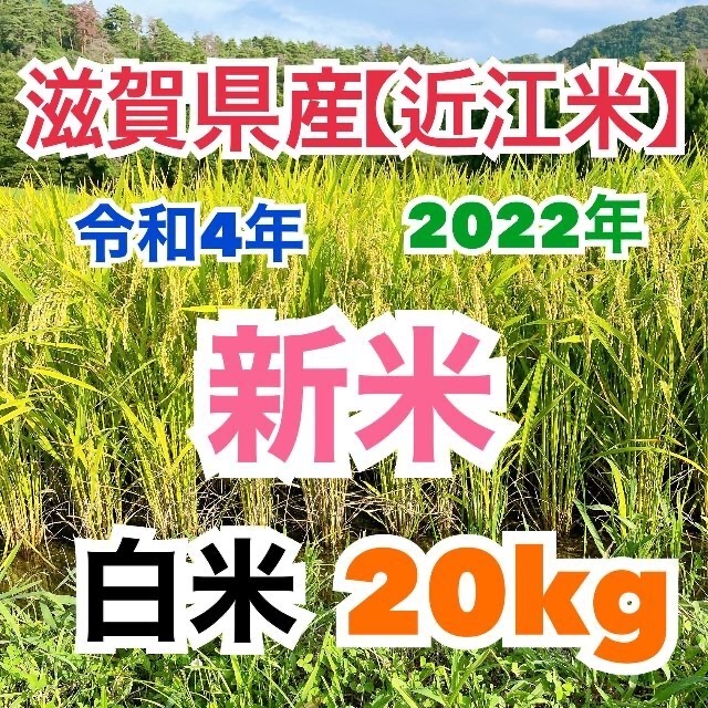 近江米 令和4年産 コシヒカリ20kg 価格比較