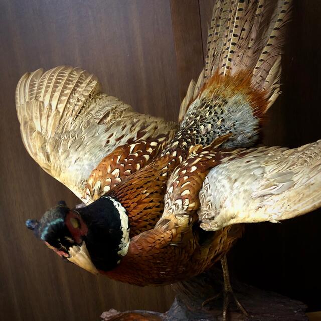 いわくつき 雉 コウライキジ 鳥 剥製 芸術品 骨董品 アート 昭和 人形