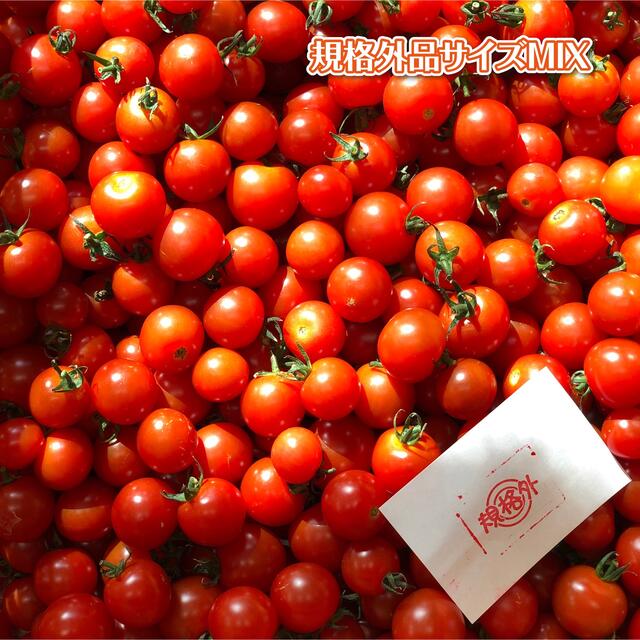 ミニトマト 3kg 北海道産 規格外品 食品/飲料/酒の食品(野菜)の商品写真