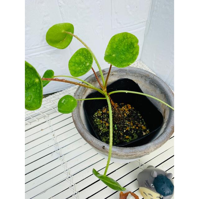 ☺︎観葉植物 ピレアペペロミオイデス パンケーキプランツ3 ハンドメイドのフラワー/ガーデン(その他)の商品写真