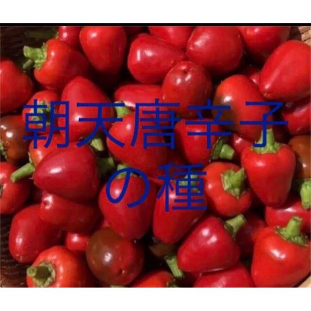 四川・朝天唐辛子の種　30粒 食品/飲料/酒の食品(野菜)の商品写真