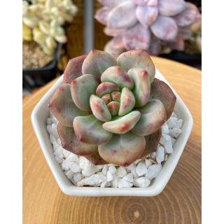 2ページ目 - アリエルの通販 200点以上(ハンドメイド) | お得な新品