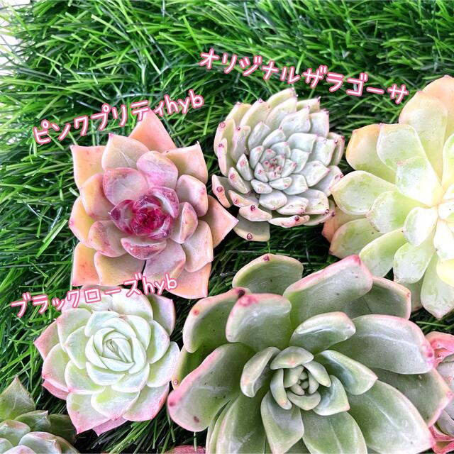 韓国　多肉植物　お得な21苗セット　宅急便コンパクト　エケベリア  寄せ植え