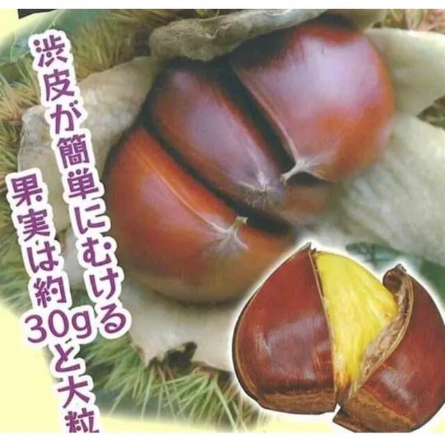 無農薬 栗 4cm程度のもの約60個