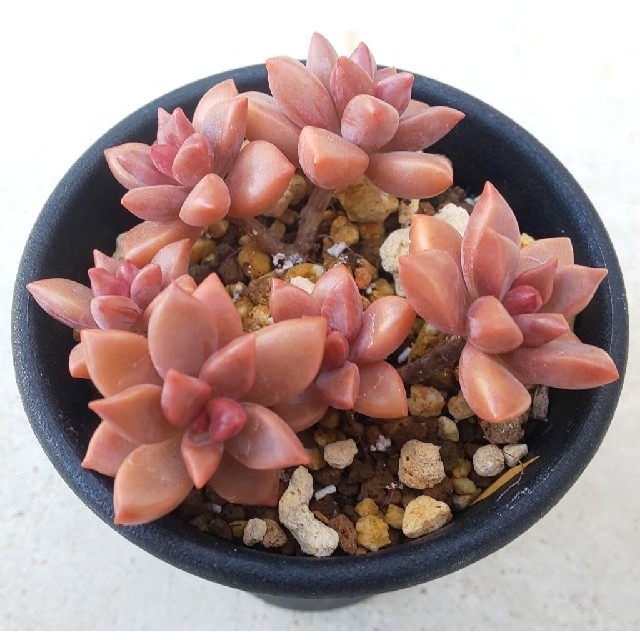 カットして 多肉植物、ブロンズ姫、抜き苗10本、おまけ付きの通販 by