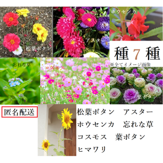 ✿種7種✿　匿名配送(その他)