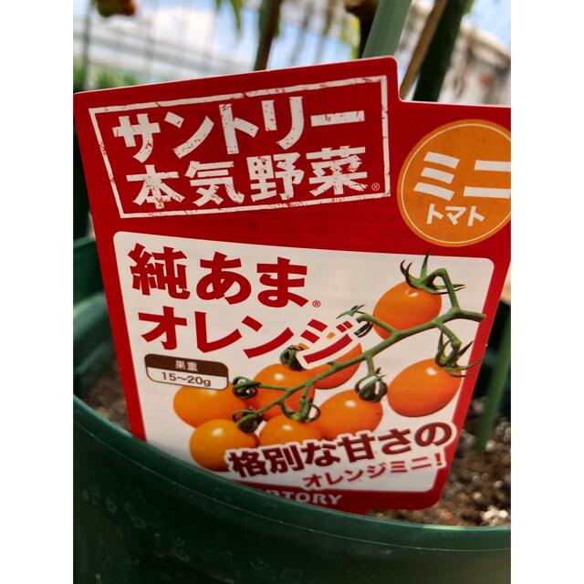 農家直送☆ミニトマト純あま他☆約850gネコポス ブランド野菜 食品/飲料/酒の食品(野菜)の商品写真