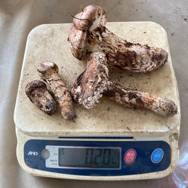 信州木曽産 松茸350グラム