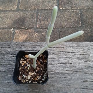 ユーフォルビア アフィラ(その他)