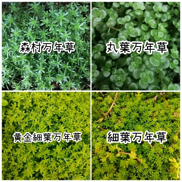 多肉植物５種類セット ハンドメイドのフラワー/ガーデン(その他)の商品写真