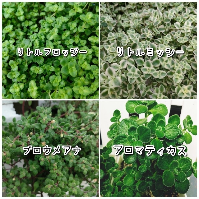 多肉植物５種類セット ハンドメイドのフラワー/ガーデン(その他)の商品写真